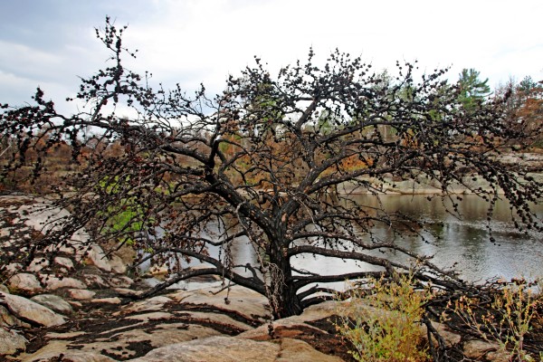 The Pine Tree by Deb Oppermann